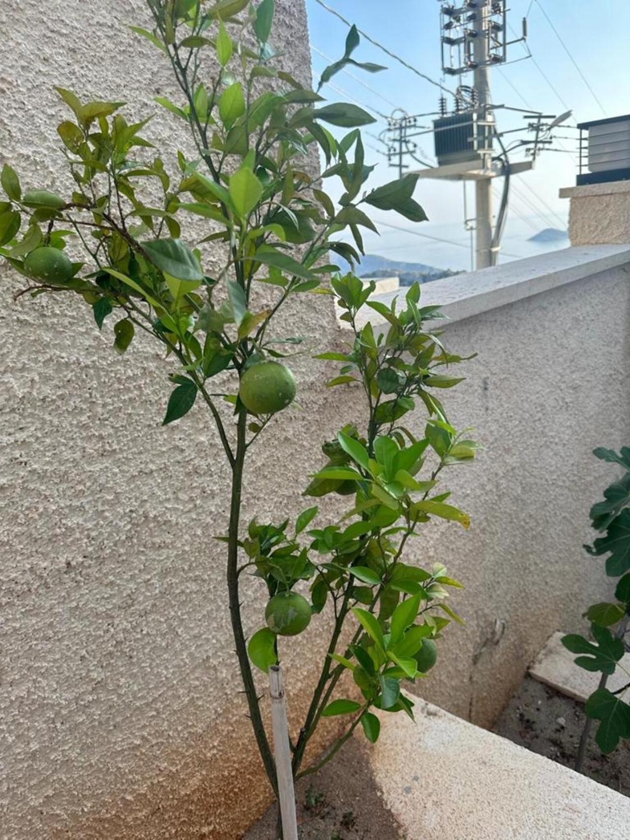 Kalkan Villa Beauty Honeymoon 卡斯 外观 照片